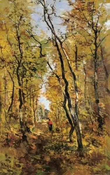 Sous-bois - Chemin Dans La Foret De Soignes - view 1