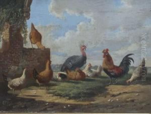 Turkey And Other Fowl