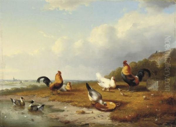 Poultry In An Extensive Landscape - view 1
