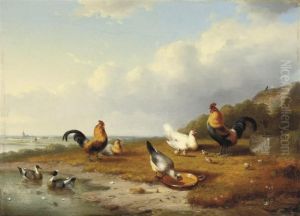 Poultry In An Extensive Landscape