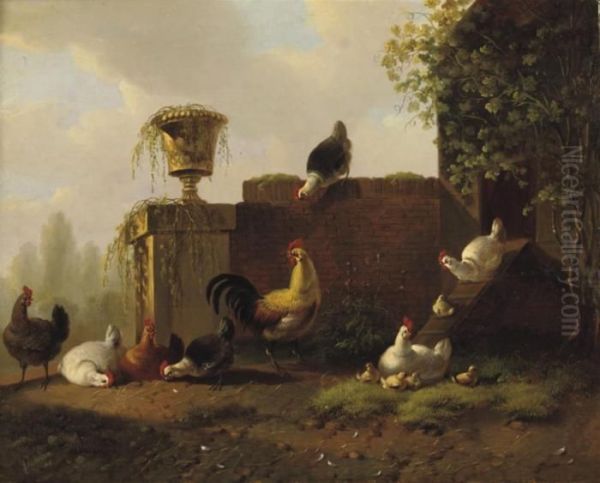 Pluimvee: Chickens In The Sun - view 1