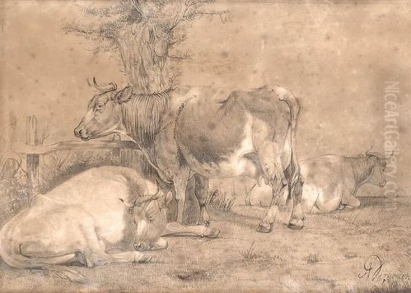 Cows - view 1