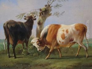 A Bull And A Cow In A Paddock And Feeding From Atree