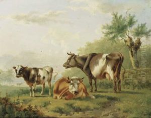 Cows By A Fence
