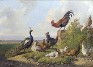 A Peacock And Poultry In A Sunny Meadow