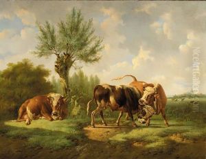 Bulls Fighting