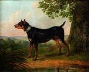 Portrait D'un Chien De Venerie
