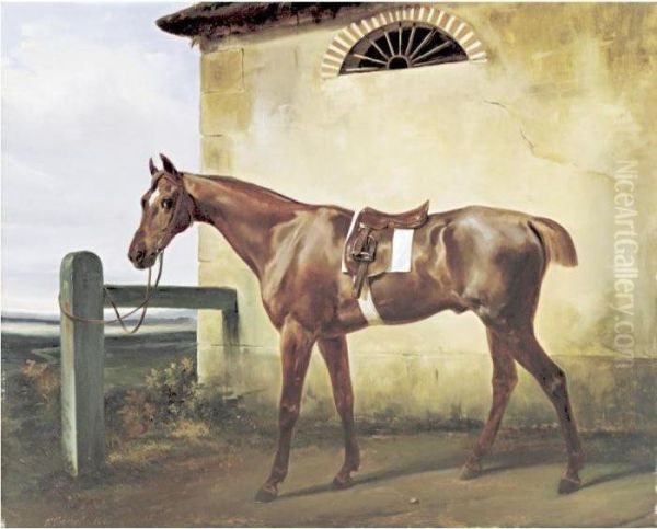 A Saddled Race Horse Tied To A Fence - view 1