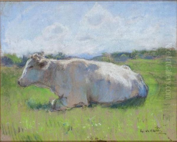 Mucca A Riposo - view 1