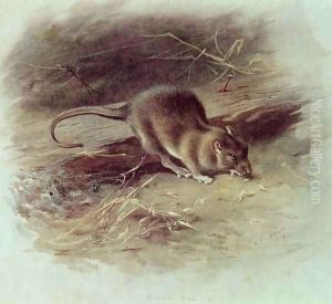 Brown Rat Rattus norvegicus 1918 by Archibald Thorburn