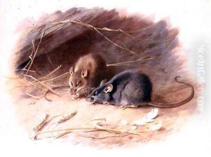 Mus alexandrinus and Mus rattus Alexandrine Rat and Black Rat plate 29 of British Mammals, 1919, pub. 1921 by Archibald Thorburn