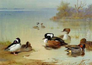 Buffel-headed duck,, American green-winged teal and hooded merganser