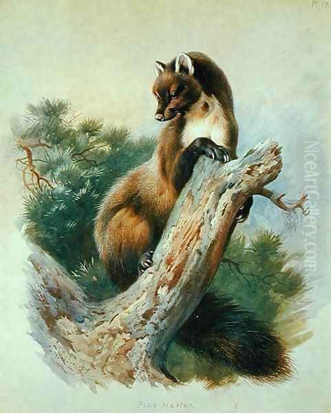 Pine Marten, 1919 - view 1