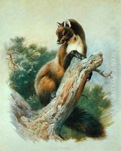 Pine Marten, 1919 by Archibald Thorburn