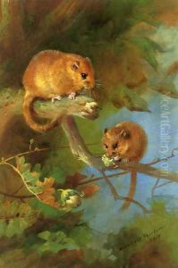 Dormice