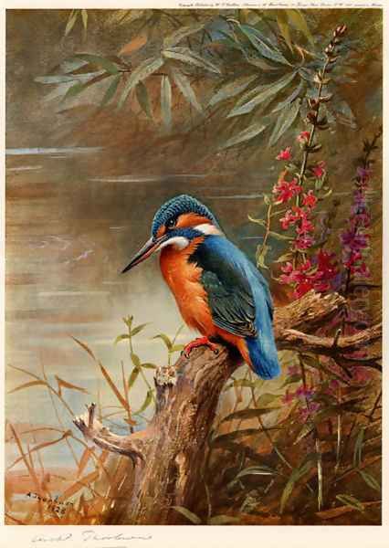Summer Kingfisher - view 1