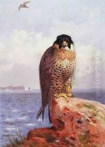 A Peregrine Falcon by the Sea, 1903