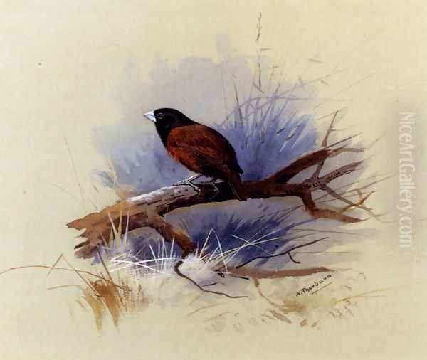 A Nepalese black-headed nun in the branch of a tree - view 1