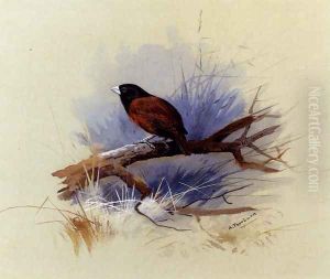 A Nepalese black-headed nun in the branch of a tree