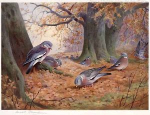 Wood Pigeon on Beech Mast