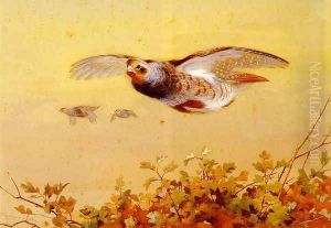 English Partridge In Flight by Archibald Thorburn