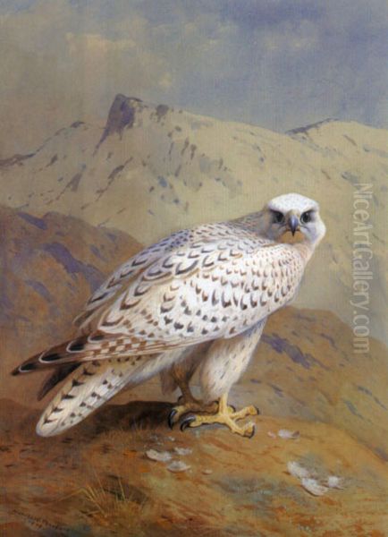 A Greenland, or Gyr Falcon - view 1