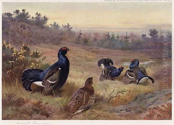Blackgame at the Lek - view 1