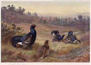 Blackgame at the Lek by Archibald Thorburn