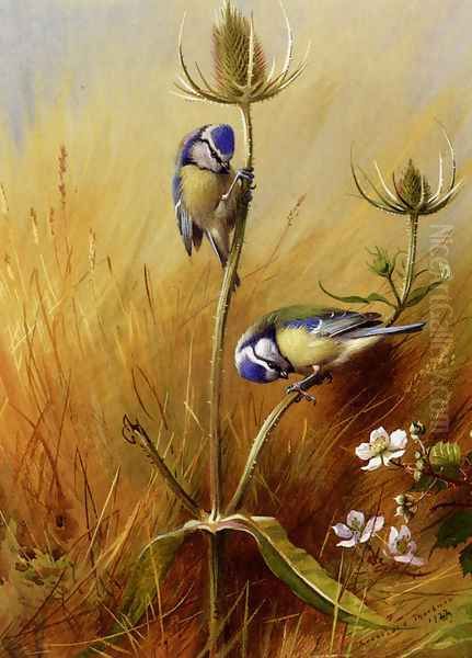 Bluetits On A Teasel - view 1