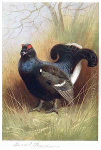 Blackcock