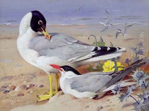 Black headed gulls by Archibald Thorburn