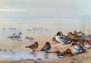 Pintail, Teal And Wigeon, On The Seashore by Archibald Thorburn