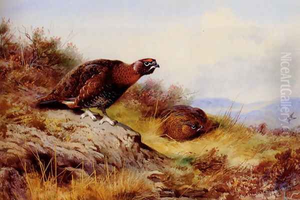 Red Grouse On The Moor by Archibald Thorburn