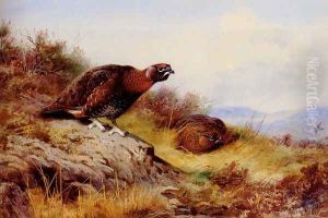 Red Grouse On The Moor