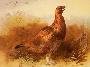 Cock Grouse