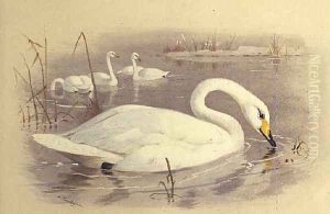 Swans on Water by Archibald Thorburn
