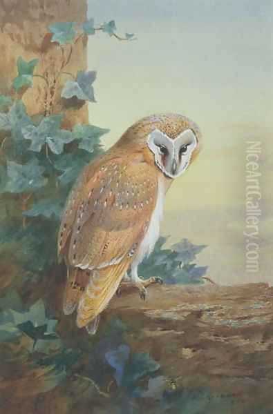 Barn Owl, 1916 - view 1