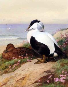 Common Eider Ducks by Archibald Thorburn