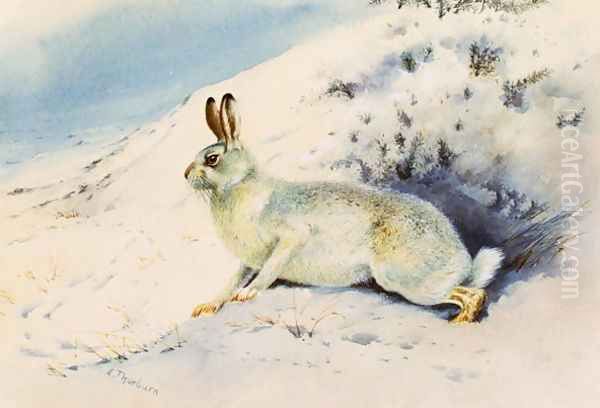 Hare - view 1