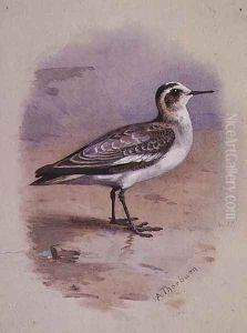 A Grey Phalarope