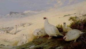 Ptarmigan, 1903 by Archibald Thorburn