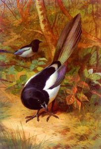 Magpies