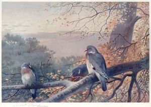 Wood Pigeons in Beech Tree by Archibald Thorburn