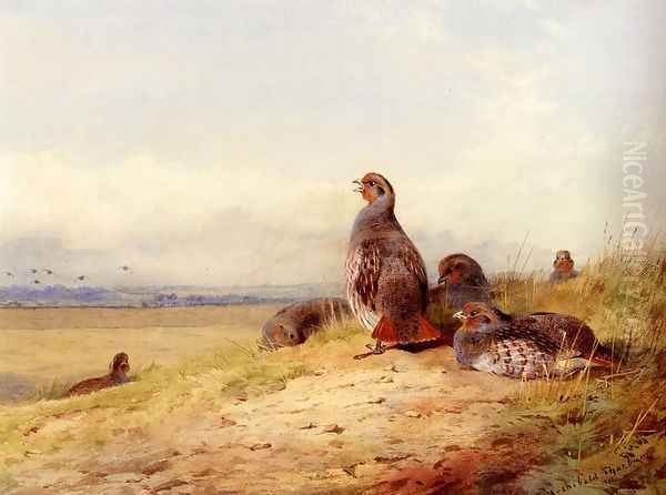 Red Partridges - view 1