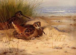 Woodcock Nesting On A Beach
