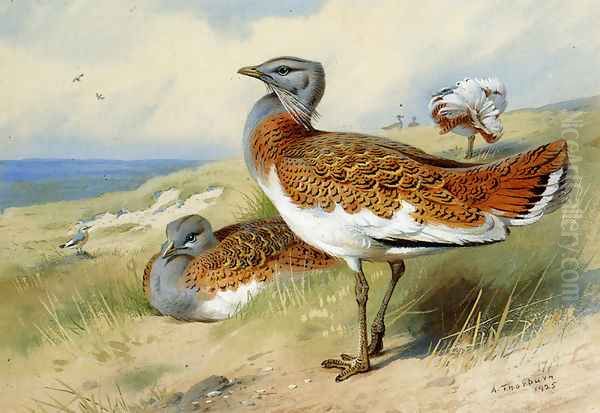 Great bustards - view 1