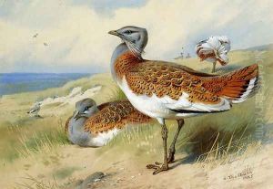 Great bustards