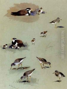 Study of sandpipers, cream-coloured coursers and other birds by Archibald Thorburn