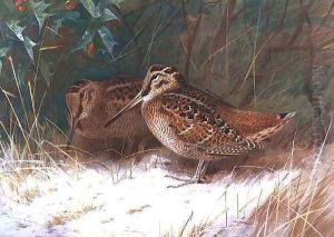 Woodcock in the Undergrowth