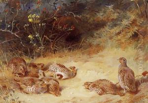 Autumn Partridge Dusting